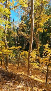 Der Landschaftspark Spiegelsberge ...